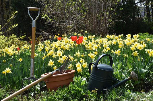 The Green Thumb's Toolkit: Essential Garden Accessories and Tools