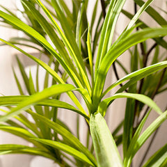 SOGA 2X 120cm Artificial Natural Green Dracaena Dragon Tree Fake Tropical Indoor Plant Home Office Decor